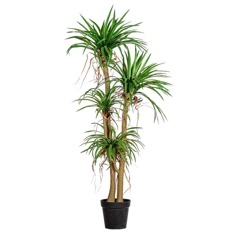Dracaena Marginata - İç/Dış Mekan Ev Ağacı Simüle Edilmiş