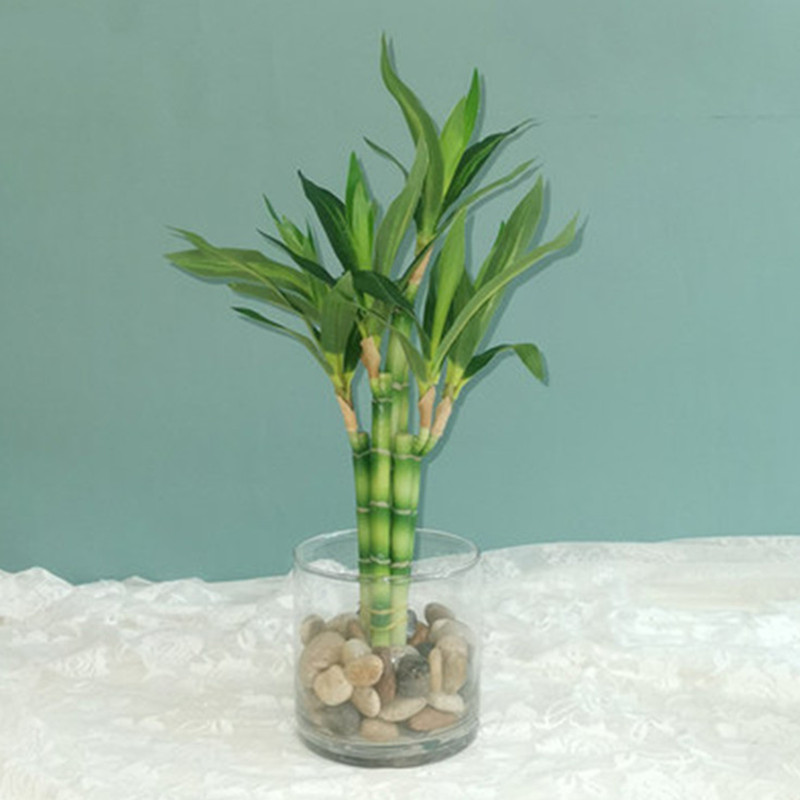 Echeveria Succulent - Yeni 40 cm rFtificial Şanslı Bambu