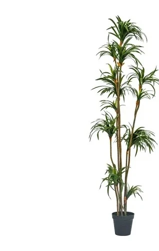 Simülasyon Dracaena Dracaena M - Dracaena Marginata incelemesi ve fiyatı