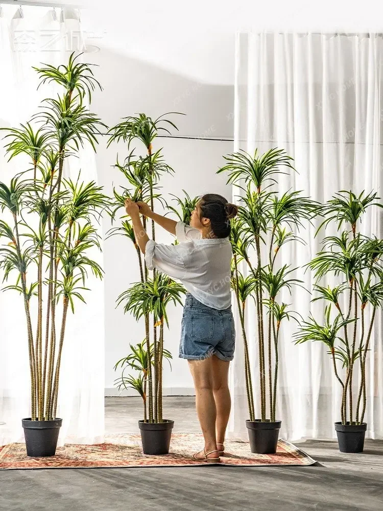 Simülasyon Dracaena Dracaena M - Dracaena Marginata incelemesi ve fiyatı