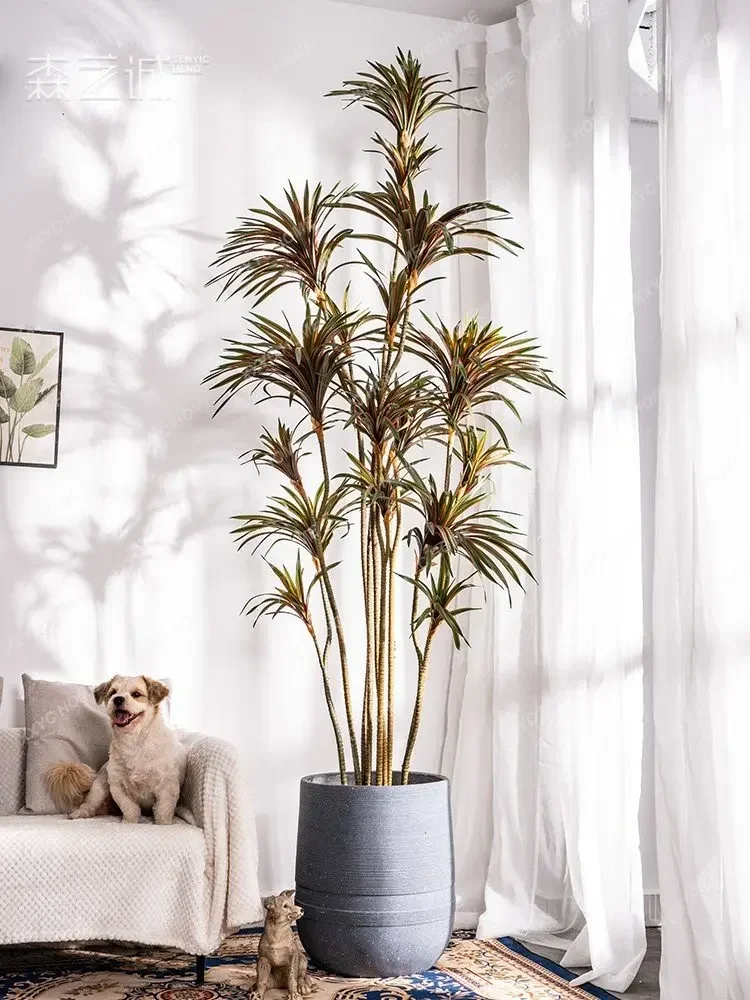 Simülasyon Dracaena Dracaena M - Dracaena Marginata incelemesi ve fiyatı