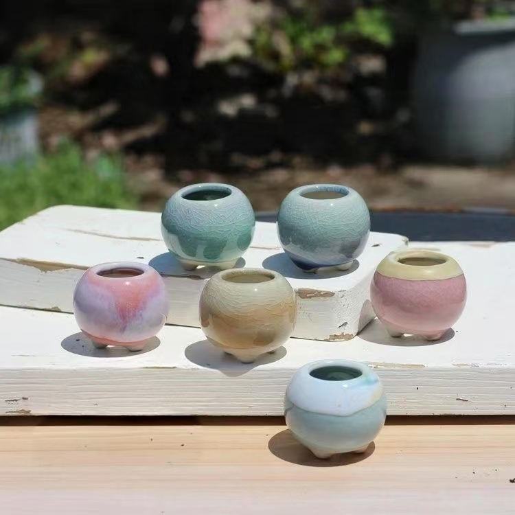 6 Adet Mini Saksı Succulents K - Echeveria Succulent incelemesi ve fiyatı